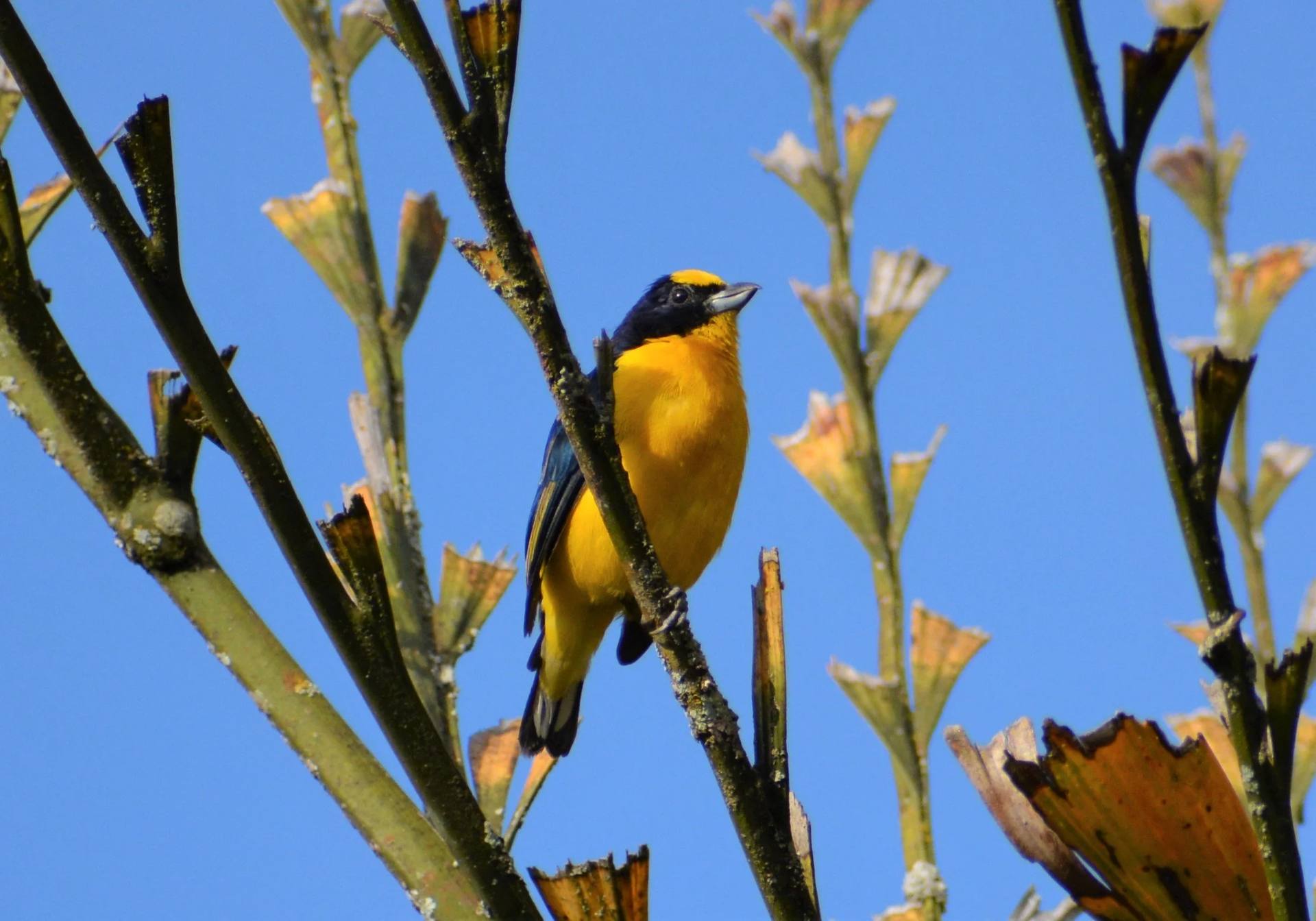Pájaro amarillo y negro en los jardines de El Nido Andino, finca cafetera en La Mesa Cundinamarca
