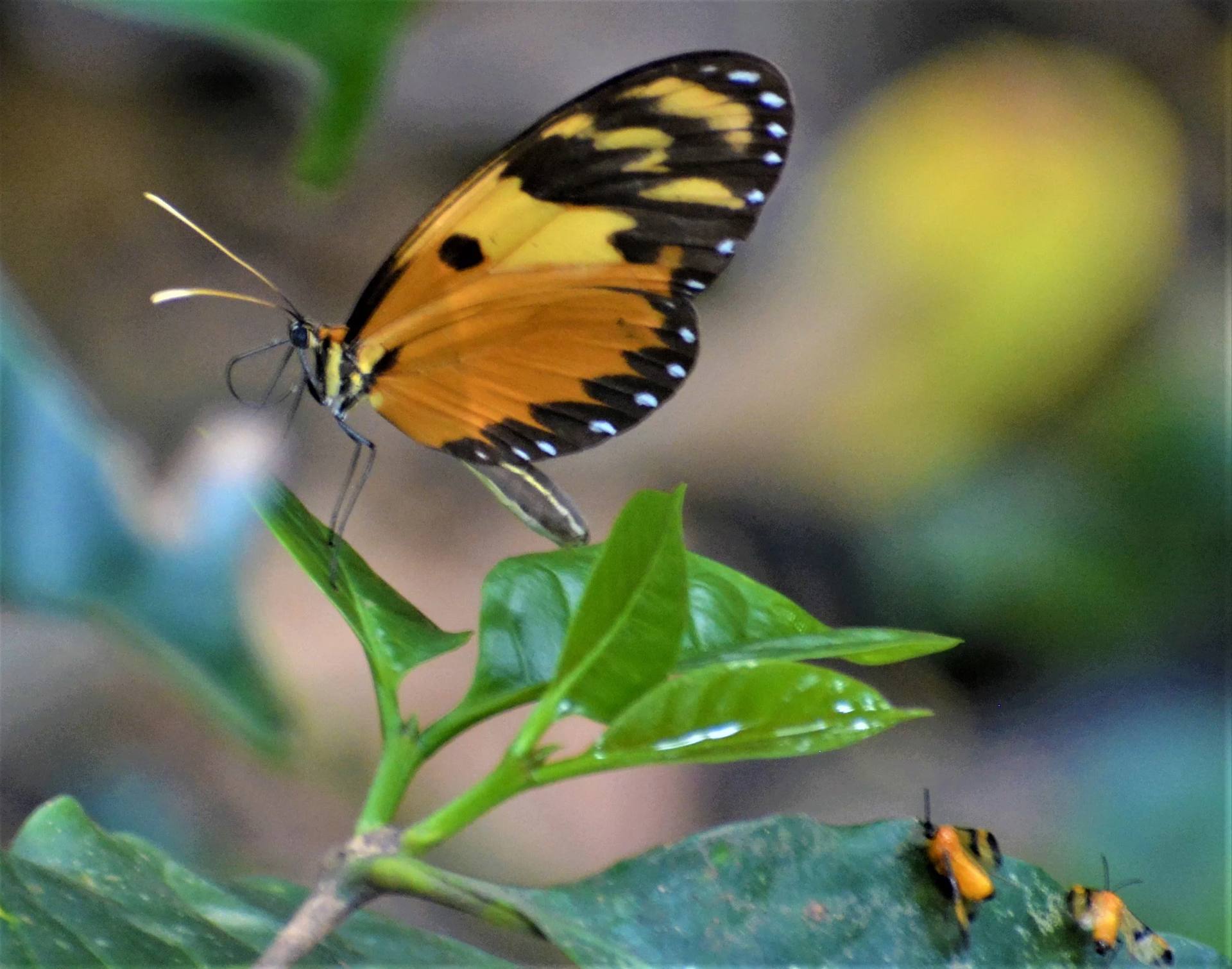 Mariposas en los jardines de El Nido Andino, destino ecoturístico en La Mesa Cundinamarca cerca de Bogotá