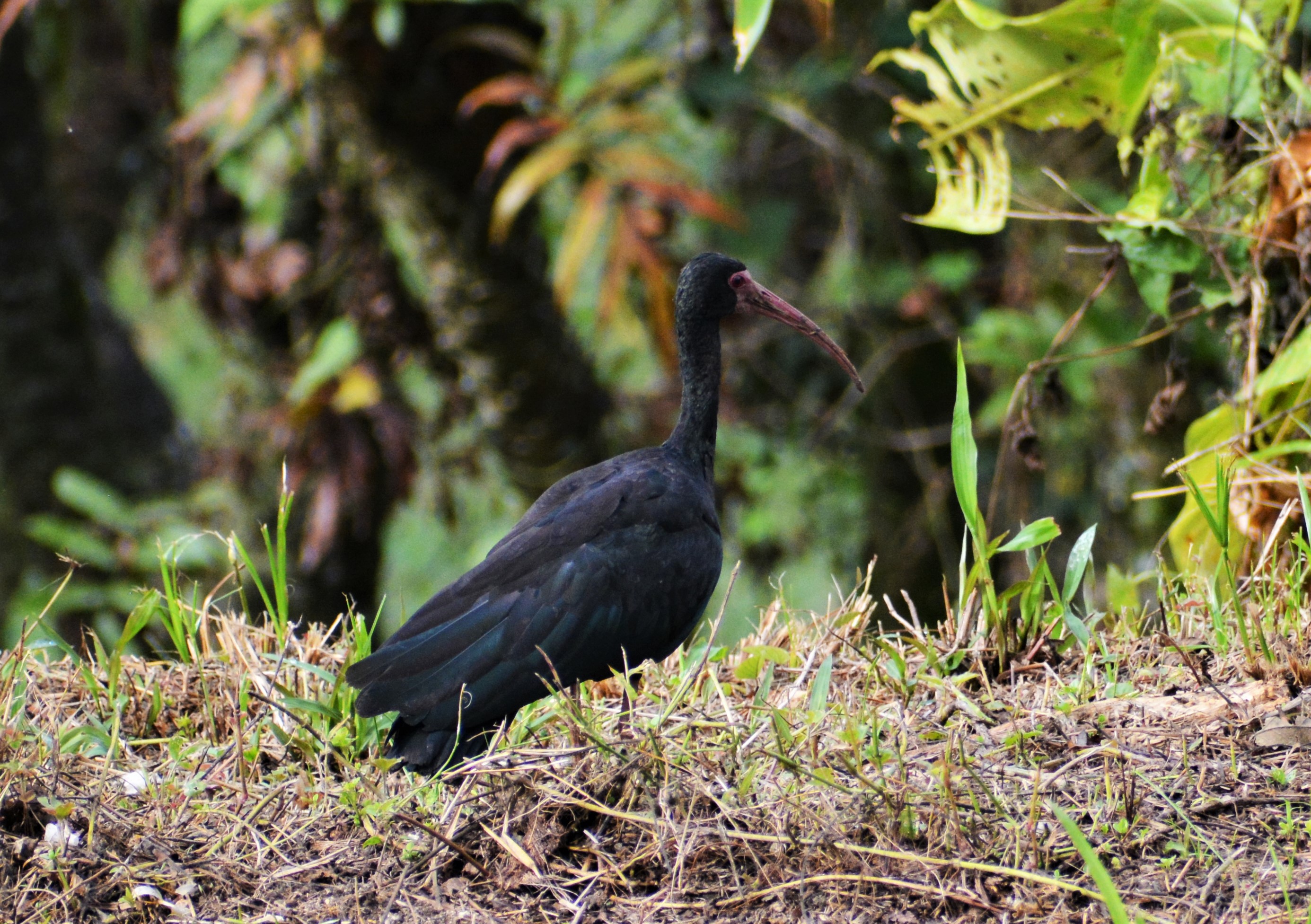 Coquito o Ibis Afeitado (Phimosus infuscatus) en El Nido Andino