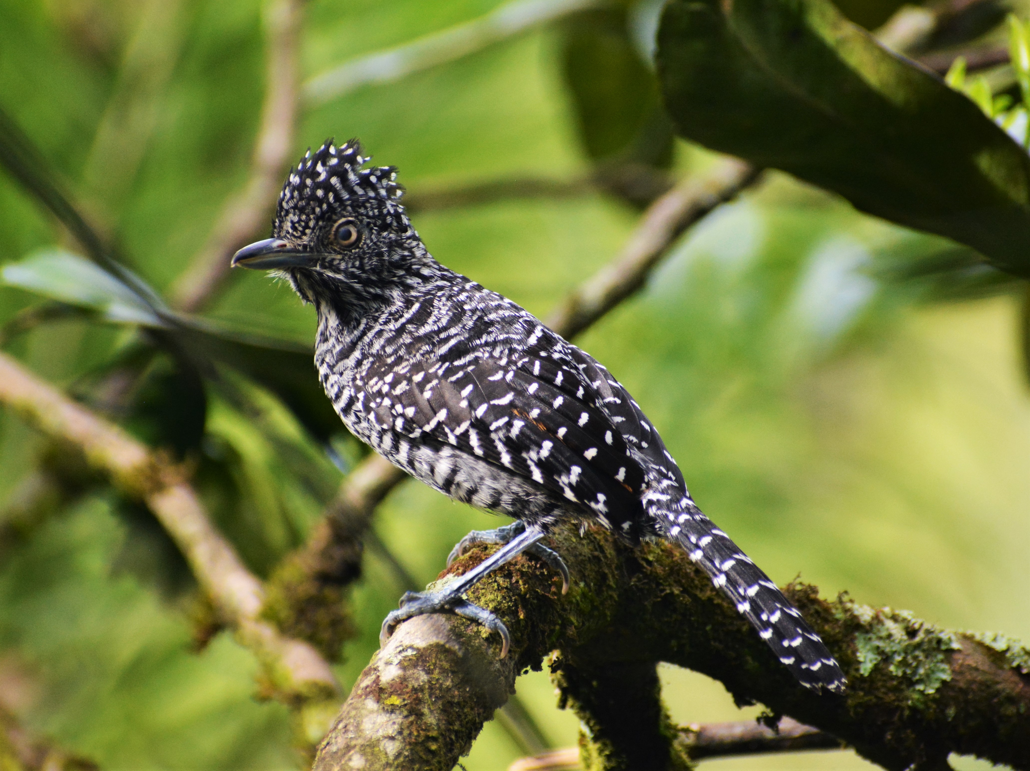 Batará Barrado (Thamnophilus doliatus) en El Nido Andino