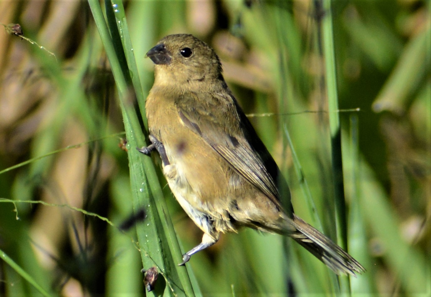 Espiguero Negriblanco (Sporophila luctuosa) en El Nido Andino