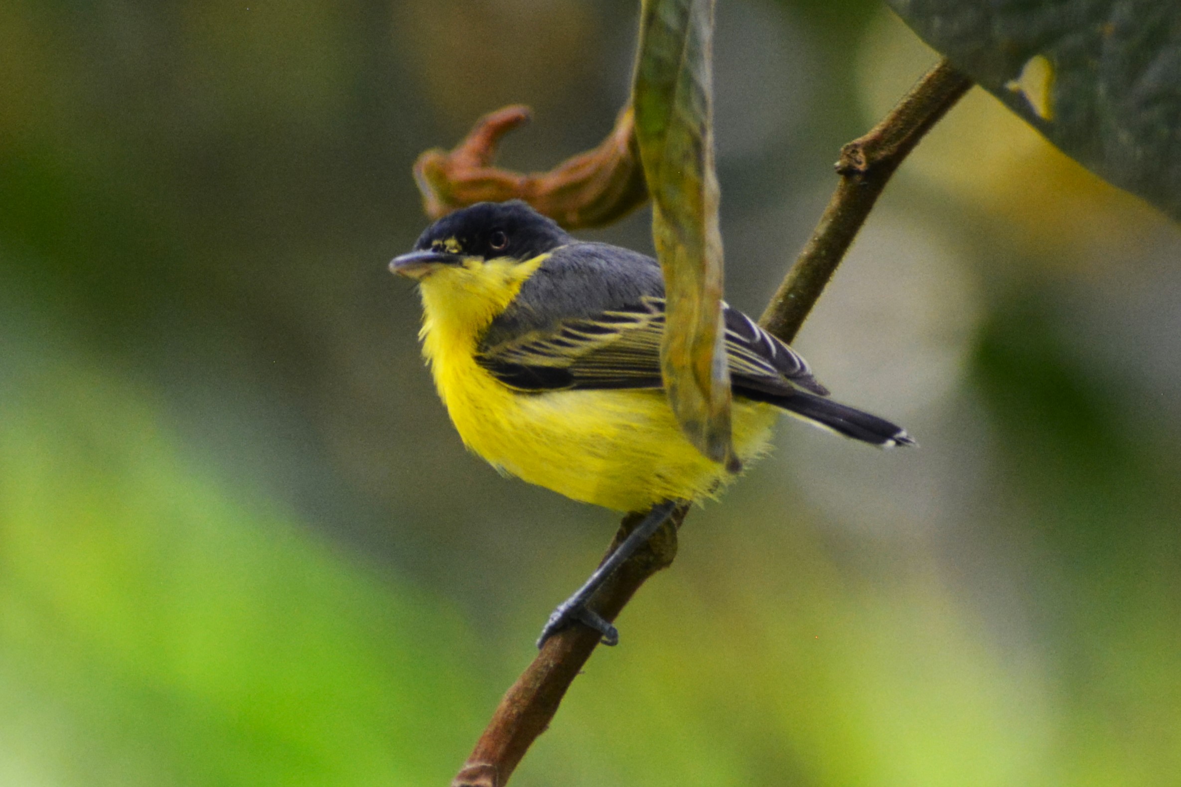 Espatulilla Común (Todirostrum cinereum) en El Nido Andino
