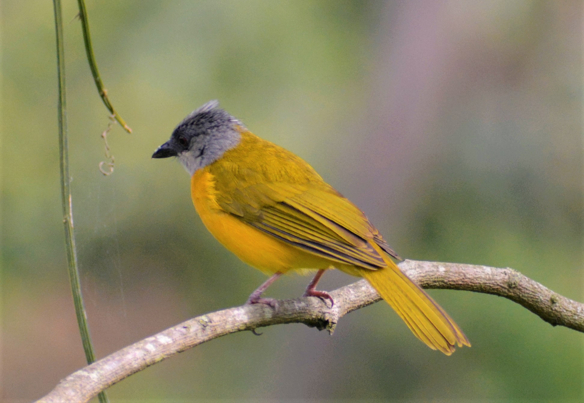 Tangara Cabecigris (Eucometis penicillata) en El Nido Andino