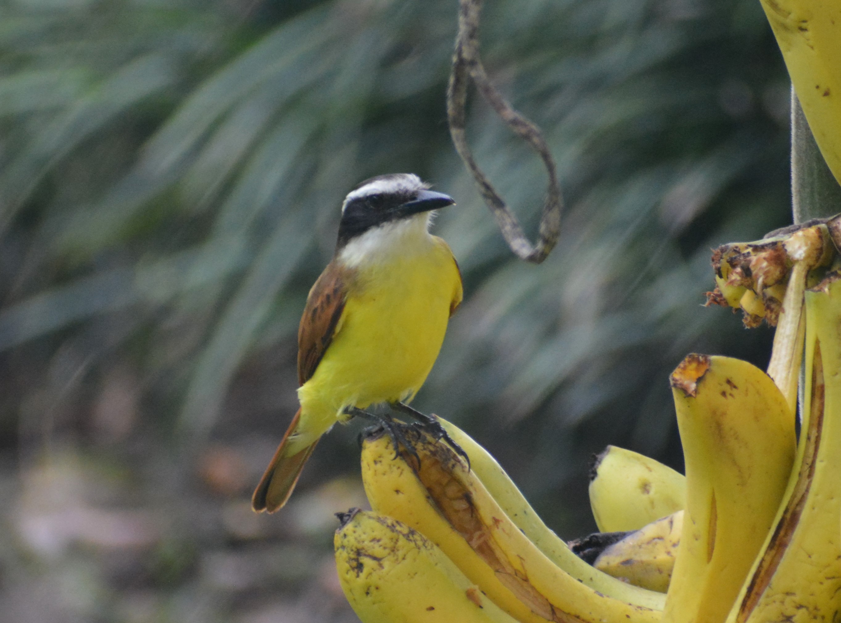 Bichofué Gritón (Pitangus sulphuratus) en El Nido Andino