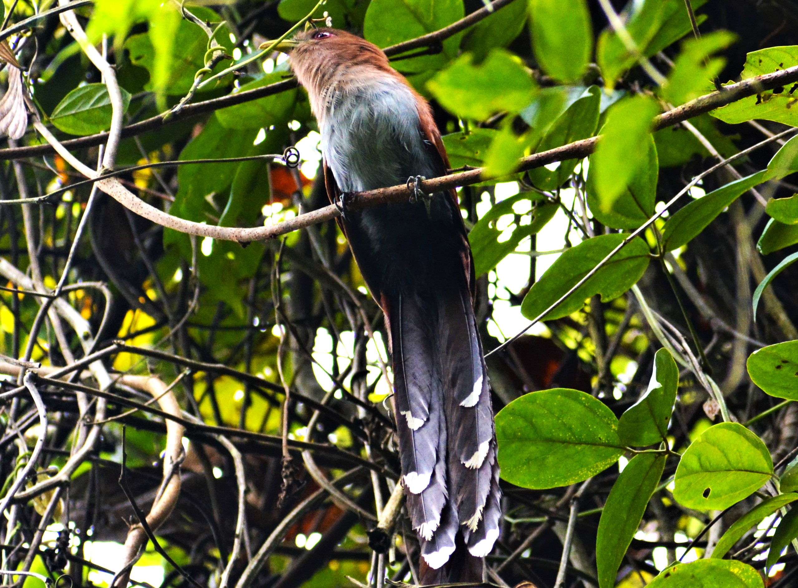 Cuco Enano (Piaya minuta) en El Nido Andino