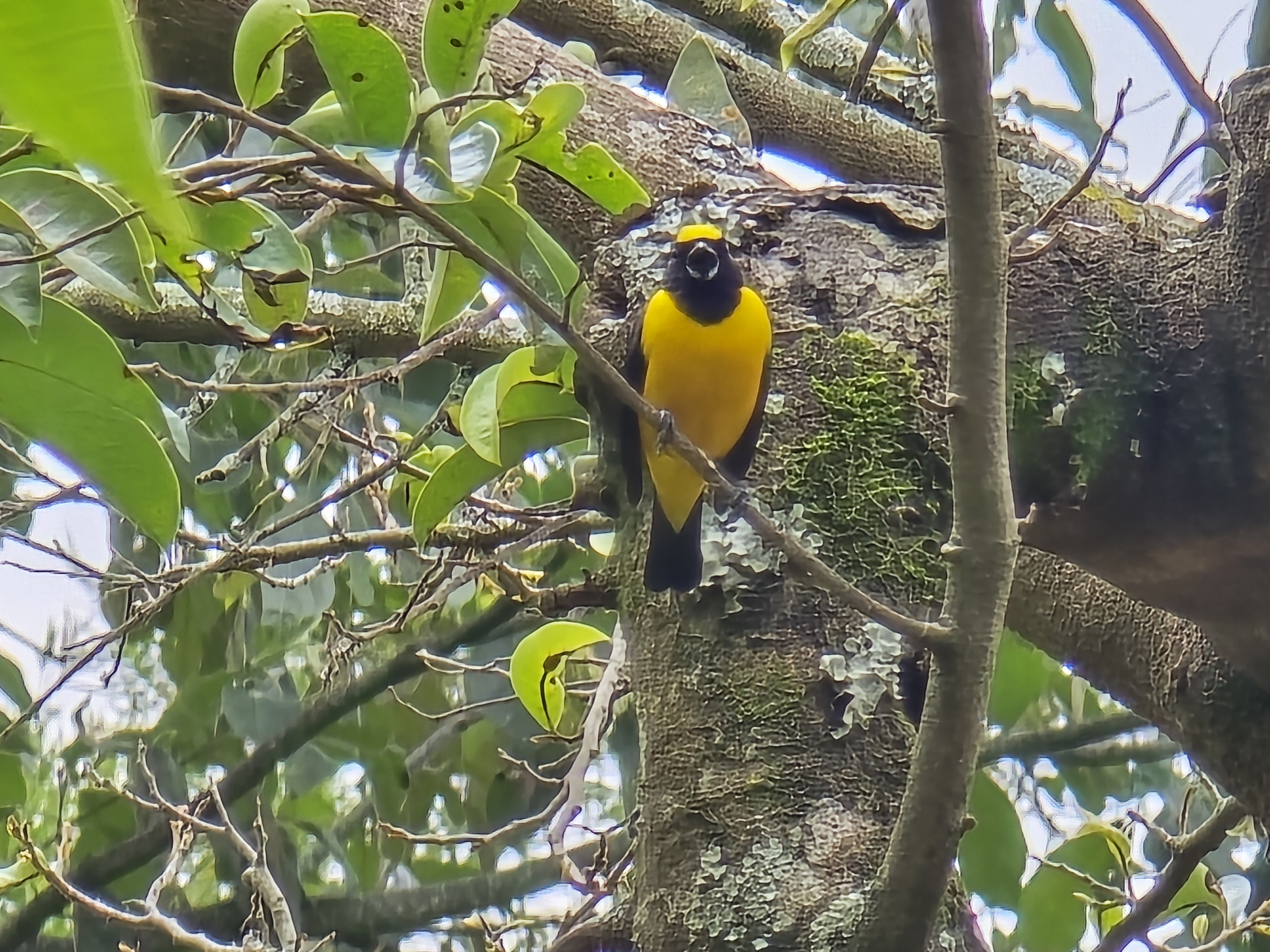 Eufonia Gorgivioleta (Euphonia chlorotica) en El Nido Andino