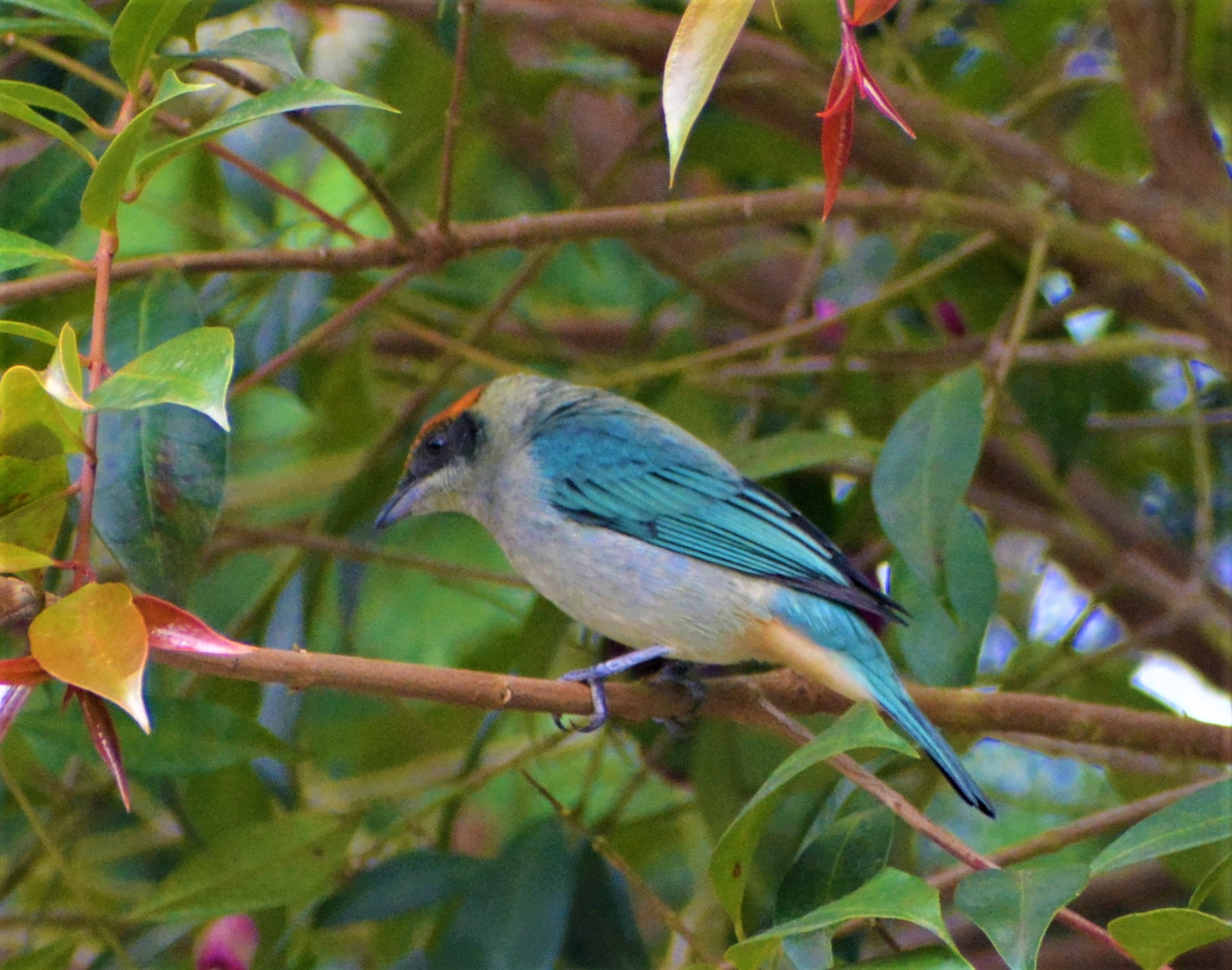 Tangara Rastrojera (Stilpnia vitriolina) — endémica andina de Colombia y Ecuador