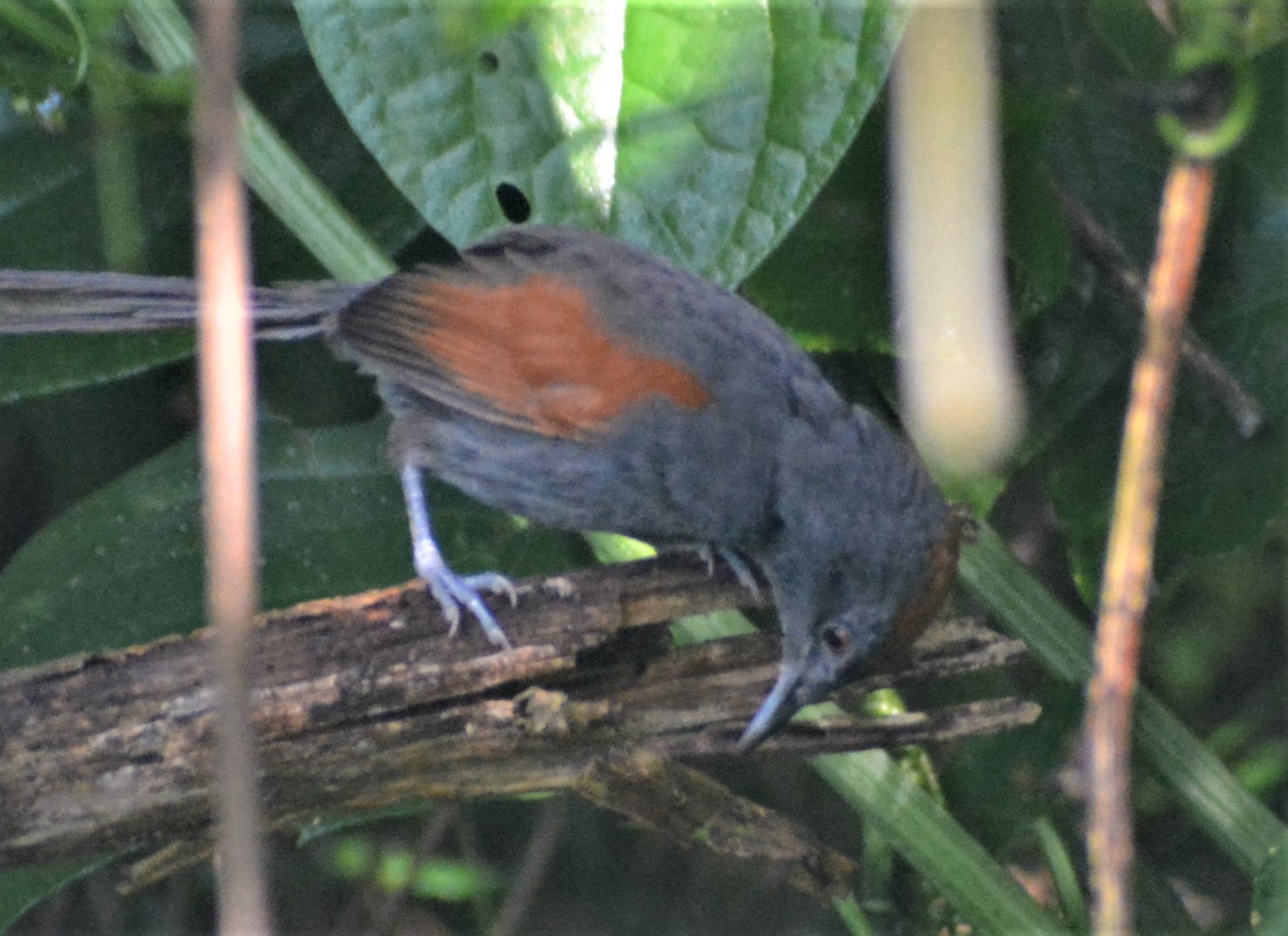 Rastrojero Pizarra (Synallaxis brachyura) en El Nido Andino