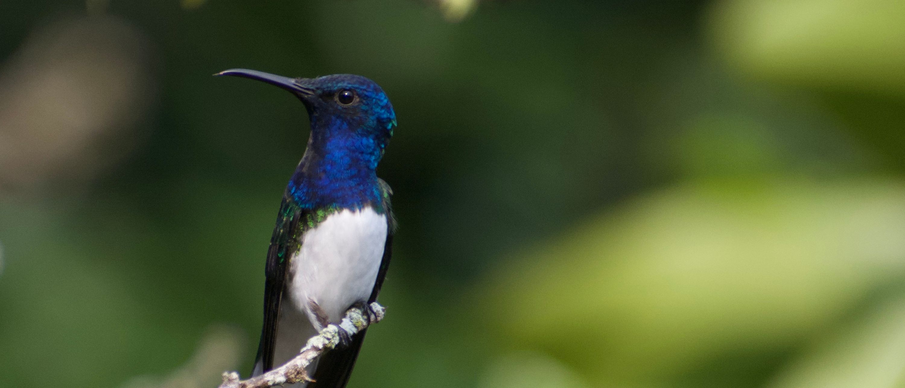White-necked Jacobin (Florisuga mellivora) perched on a branch, birdwatching at El Nido Andino with 43 species documented on the coffee farm