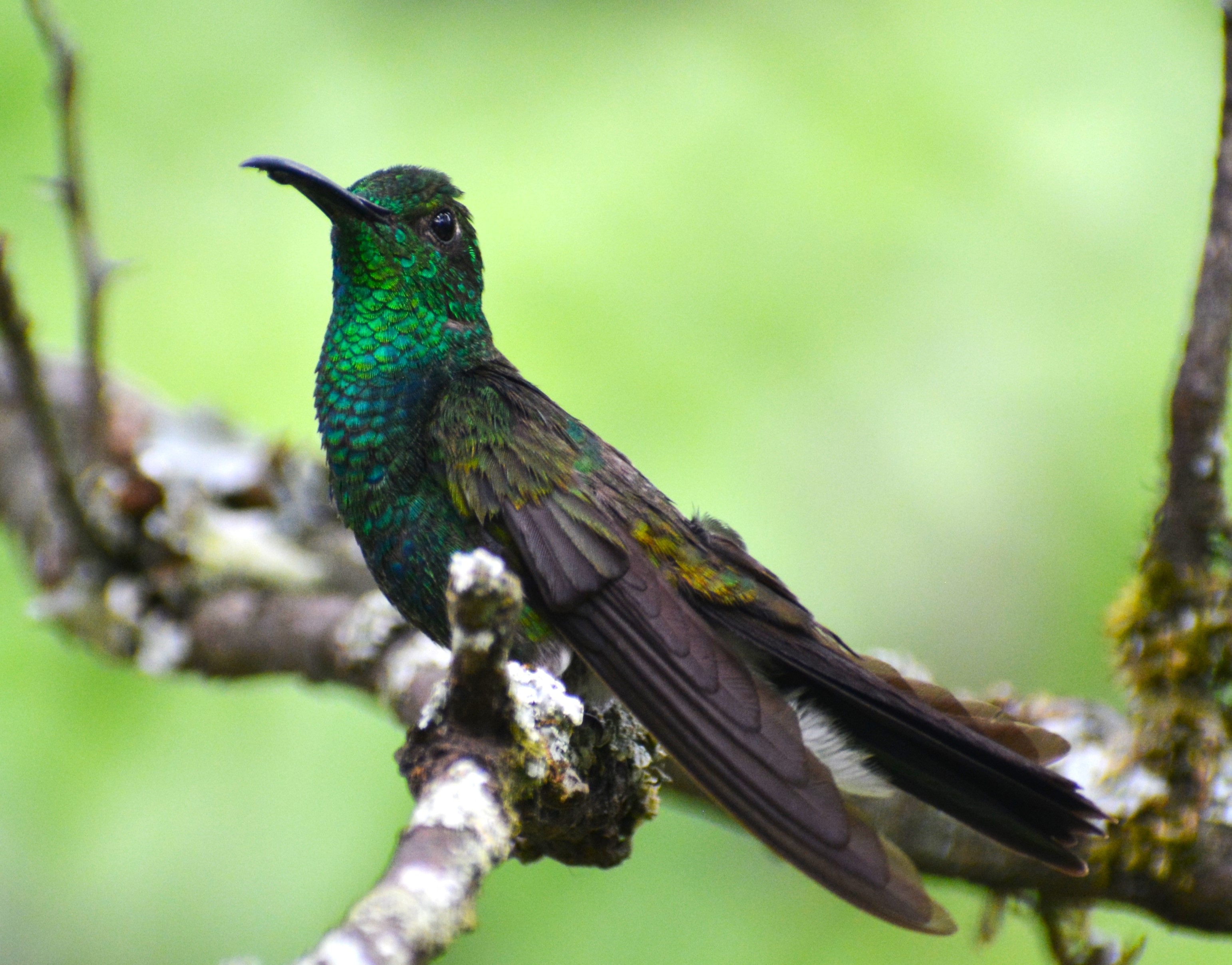 Colibrí Calzonario de Buffon (Chalybura buffonii) en El Nido Andino