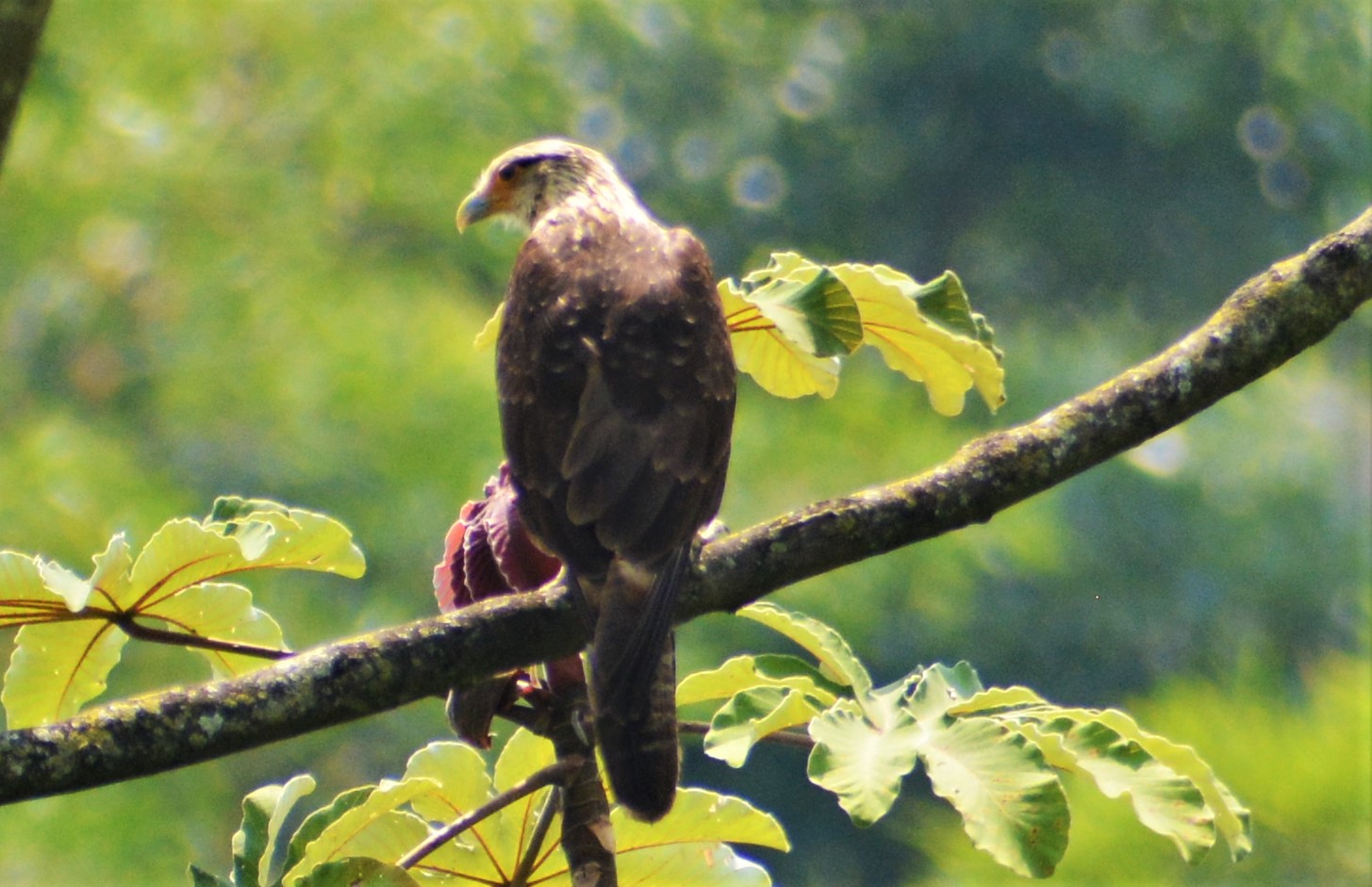 Pigua o Caracara Cabeciamarillo (Milvago chimachima) en El Nido Andino