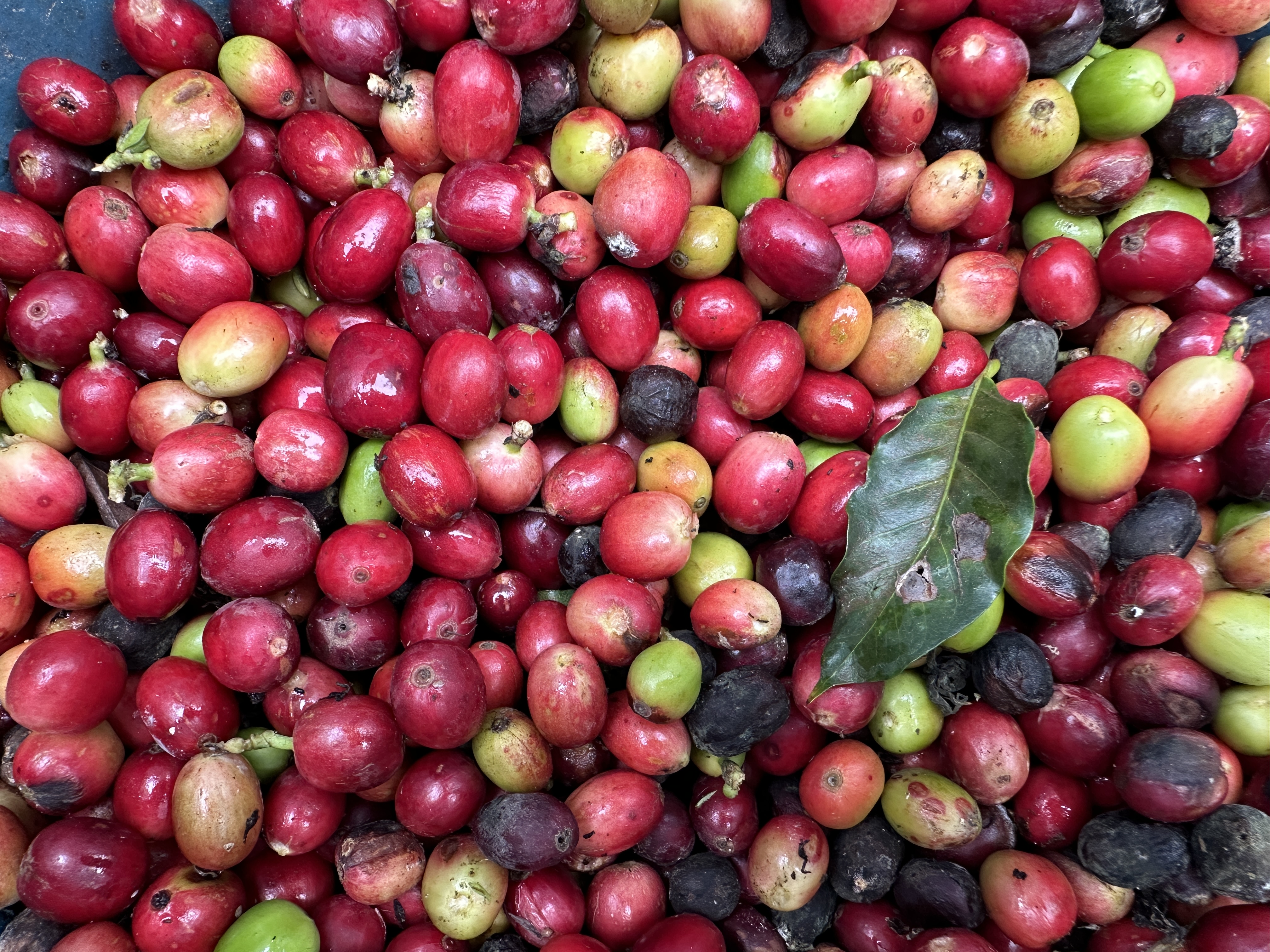Cerezas de café recién cosechadas en El Nido Andino, finca cafetera en La Mesa, Cundinamarca